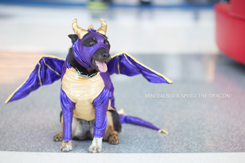 Cosplay by The Cosplay Dog